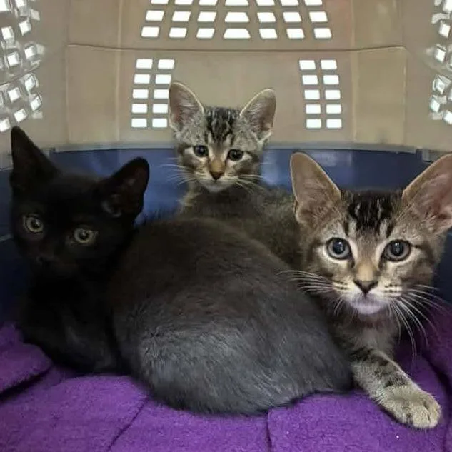 A baby small-sized male Brown / Chocolate Domestic Short Hair cat named Turtle Madsen for adoption in Eagle Mountain, UT