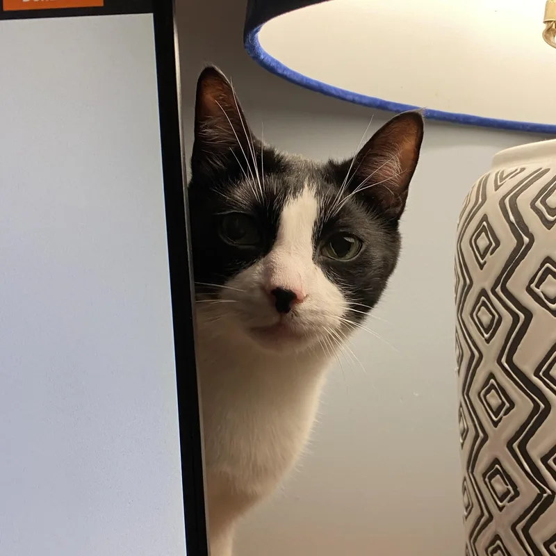 Pandaman thumbnail 4