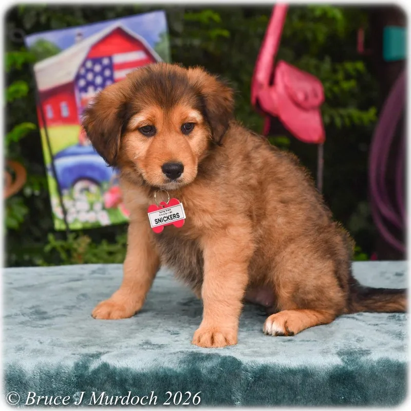 A baby small-sized female Black Labrador Retriever dog named Snickers for adoption in Wake Forest, NC