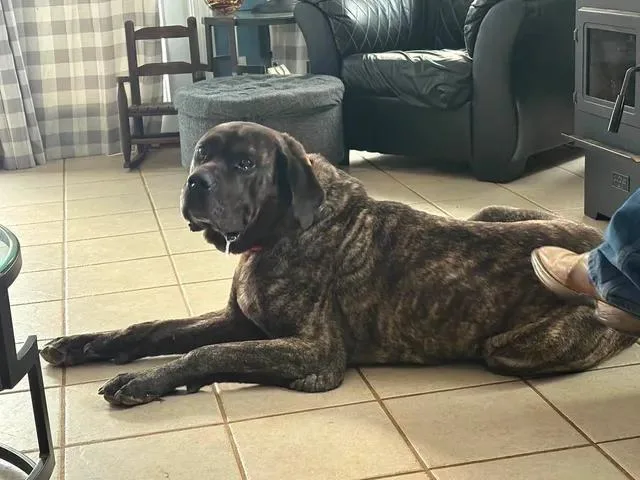 An adult extra large-sized male Brindle Mastiff dog named Hulk for adoption in Munfordville, KY