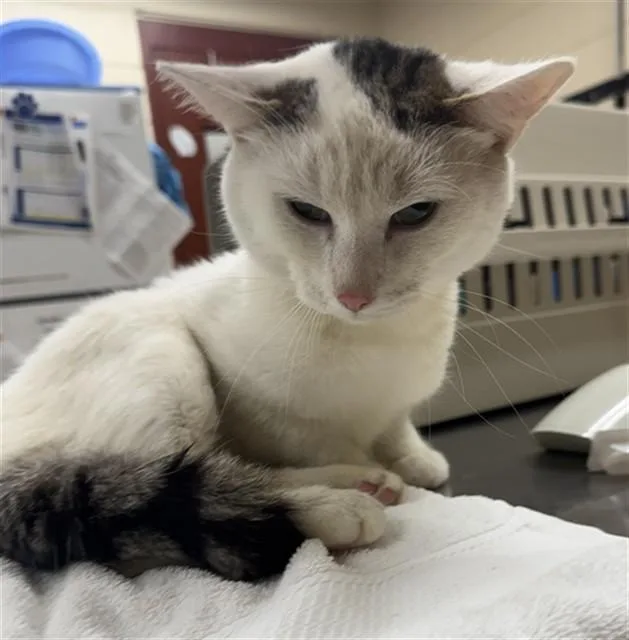 A young medium-sized male Domestic Short Hair cat named Dreamcatcher for adoption in Aliquippa, PA