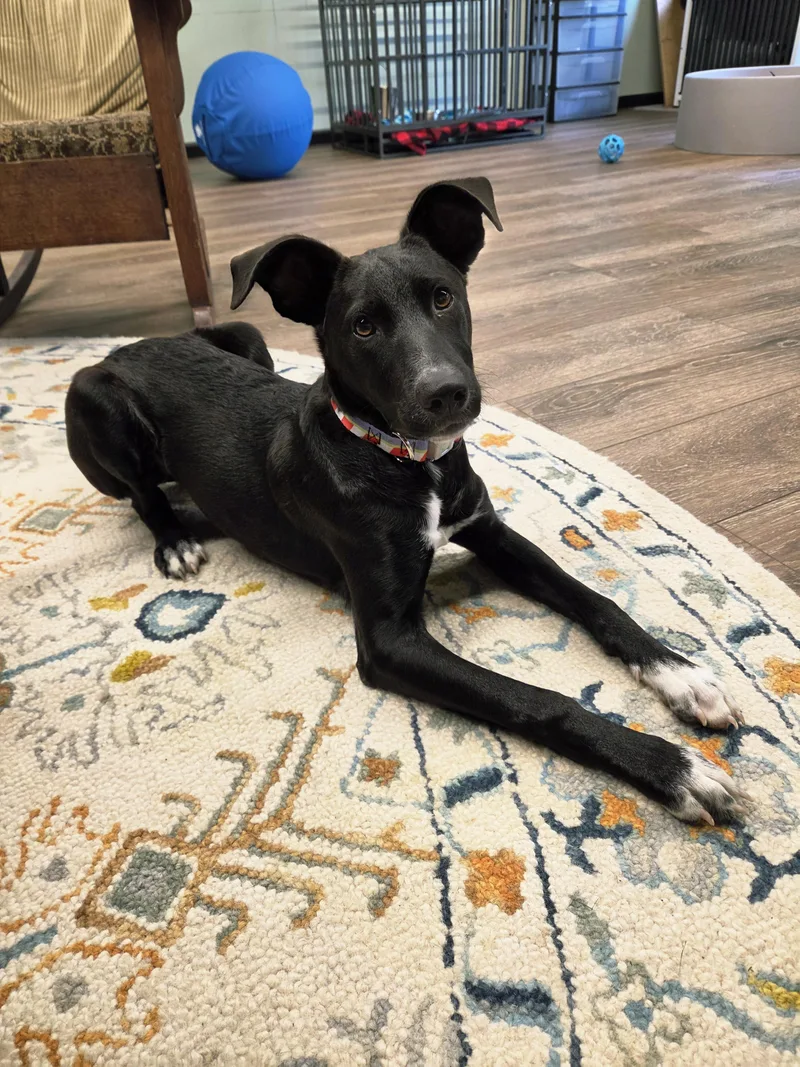 A young medium-sized male Black Mixed Breed dog named Alfie for adoption in North Abington Township, PA