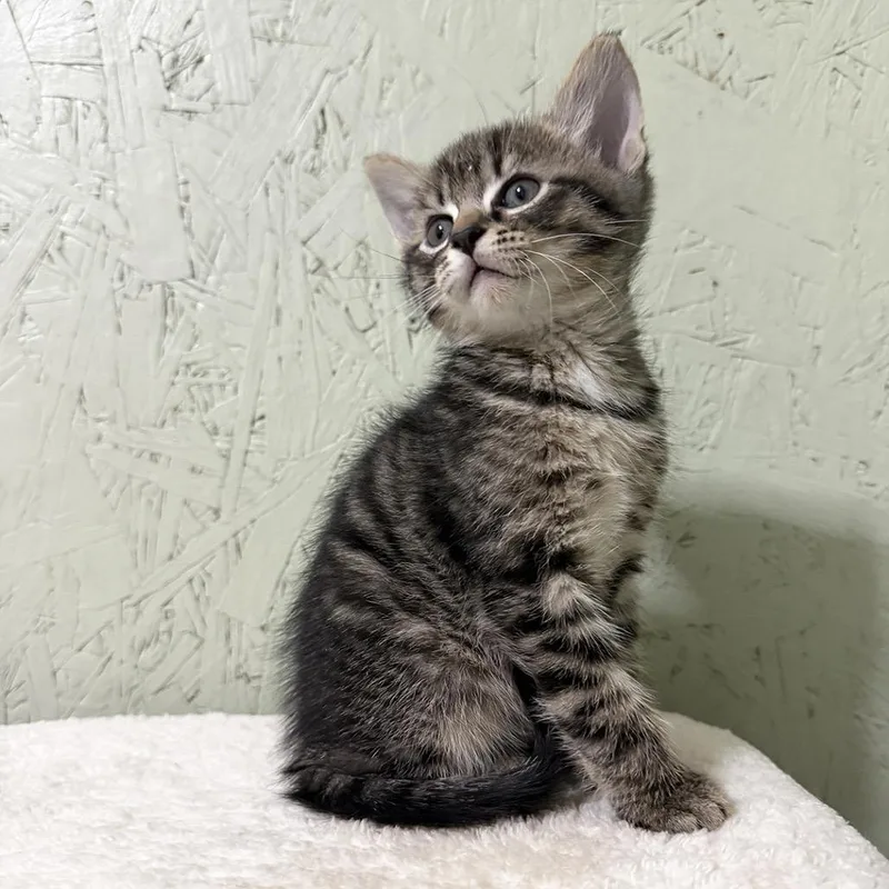 A baby small-sized male Domestic Short Hair cat named Danish for adoption in Cumming, GA