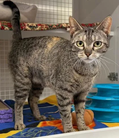 An adult medium-sized female Brown / Chocolate Domestic Short Hair cat named Emily for adoption in Kansas City, MO