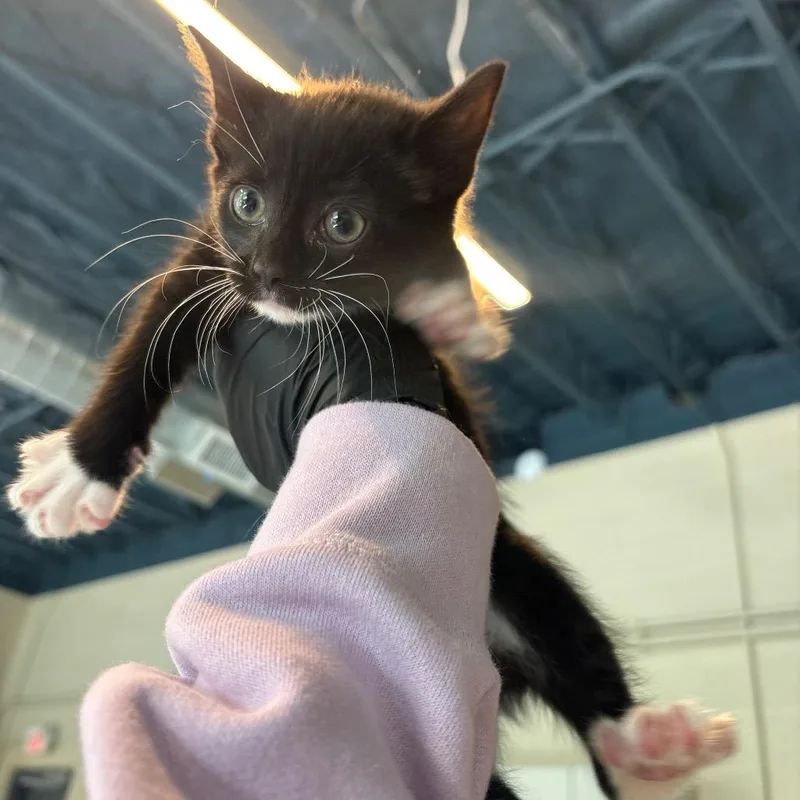 A baby small-sized female Black Domestic Short Hair cat named Maya for adoption in Huntington, WV