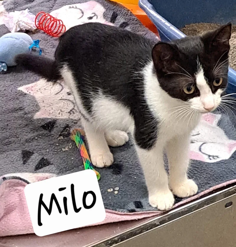 A baby medium-sized male Black & White / Tuxedo Domestic Short Hair cat named MiloKC for adoption in Greenville, DE