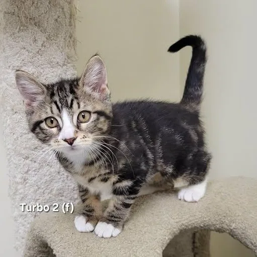 A baby medium-sized female Tabby (Brown / Chocolate) Domestic Short Hair cat named Turbo for adoption in Mazon, IL