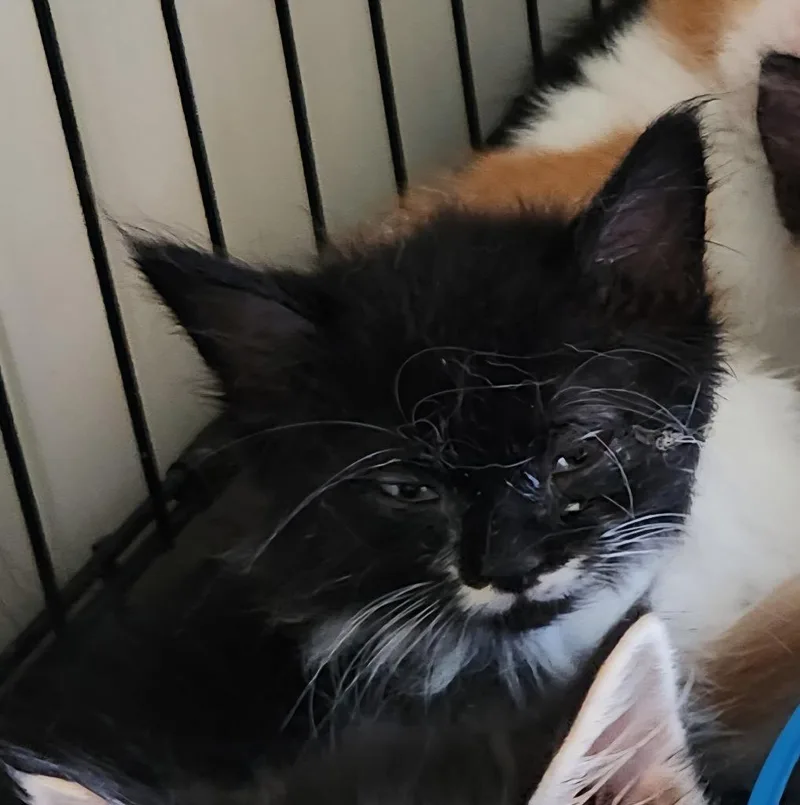 A baby medium-sized male Domestic Long Hair cat named Karma for adoption in Brainardsville, NY