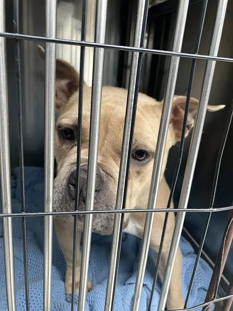 An adult medium-sized female Mixed Breed dog named Jewl's for adoption in Dallas, TX