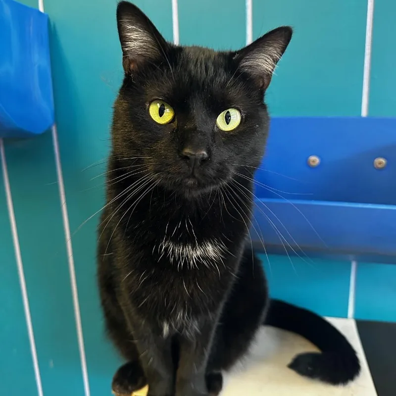 An adult small-sized female Black Domestic Medium Hair cat named Phoebe for adoption in Monticello, IL