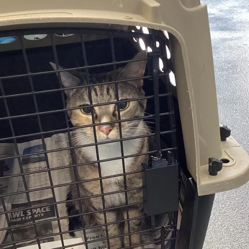 An adult medium-sized female Gray / Blue / Silver Domestic Short Hair cat named Hazel for adoption in Montgomery, AL