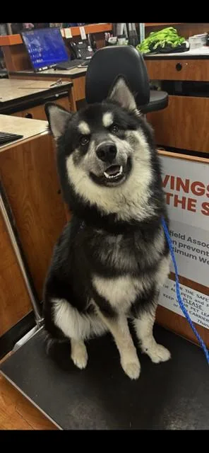 Kujo