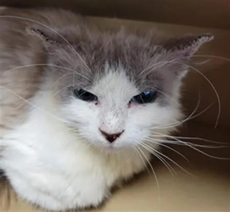 An adult medium-sized female Domestic Short Hair cat named Mj for adoption in Van Nuys, CA