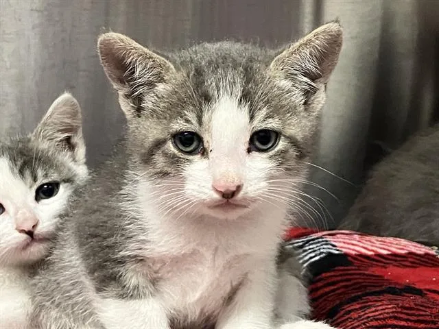 A baby small-sized male Domestic Short Hair cat named Worm for adoption in Tustin, CA