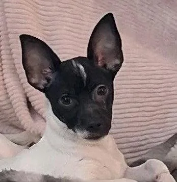 A baby small-sized male Chihuahua dog named Clyde for adoption in Bloomfield, CT