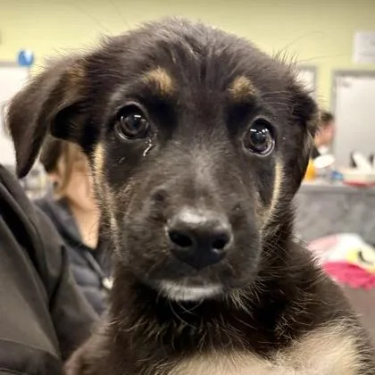 A baby large-sized female German Shepherd Dog dog named Espresso for adoption in Sacramento, CA