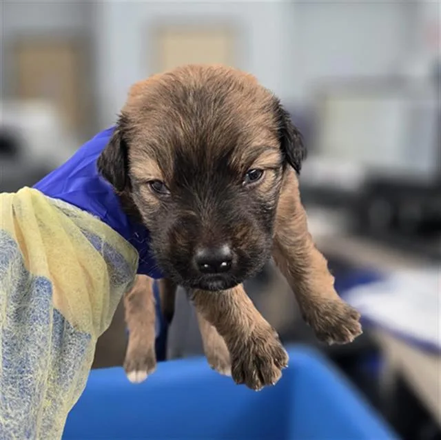 A baby large-sized female Mixed Breed dog named Focaccia for adoption in Dallas, TX
