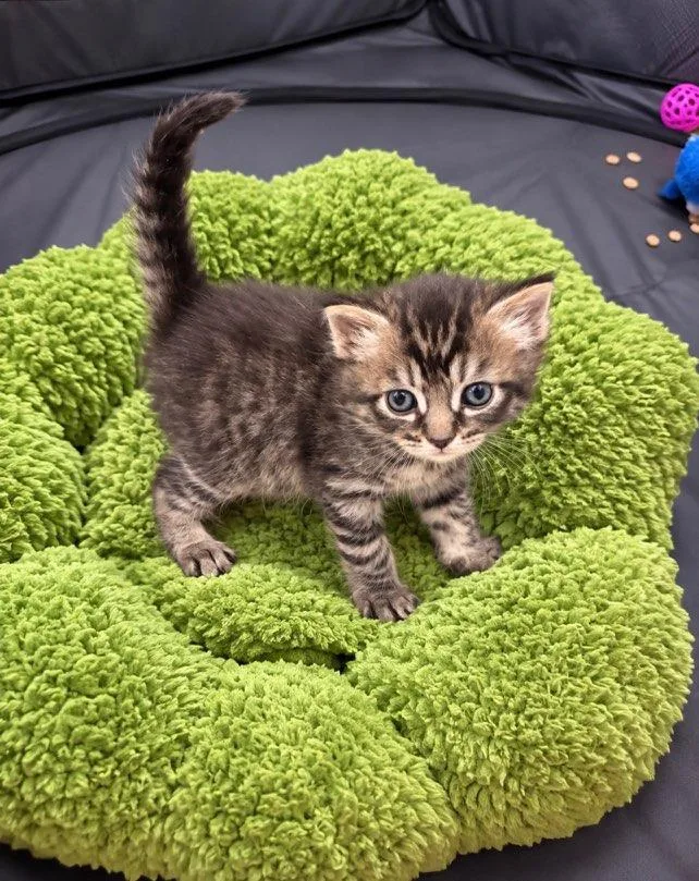 A baby small-sized male Tabby (Brown / Chocolate) Maine Coon cat named Luke & Leah BONDED for adoption in Boca Raton, FL
