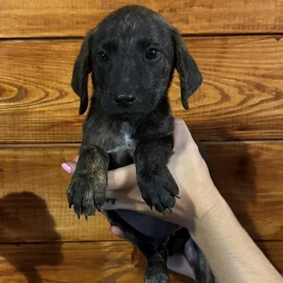 A baby small-sized male Brindle Australian Shepherd dog named Ranch for adoption in North Charleston, SC