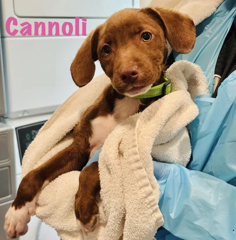 A baby medium-sized female Mixed Breed dog named Cannoli for adoption in Rock Hill, NY