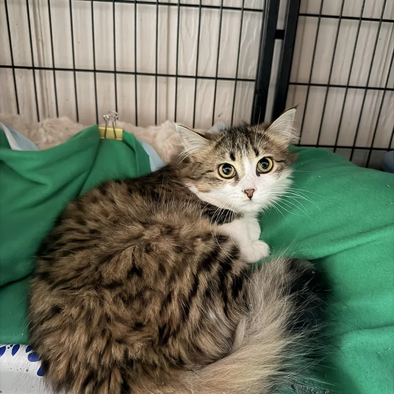 A baby large-sized female Maine Coon cat named Sassy for adoption in Crown Point, IN