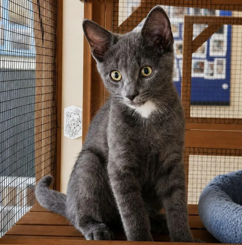 A baby medium-sized male Gray & White Domestic Short Hair cat named Nico for adoption in Breinigsville, PA