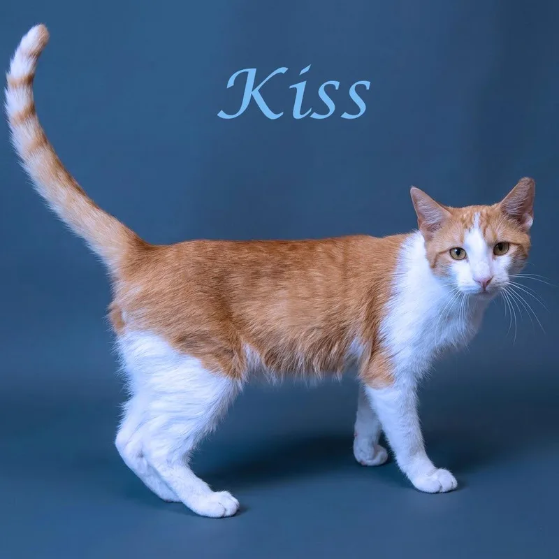 Kiss C thumbnail 2