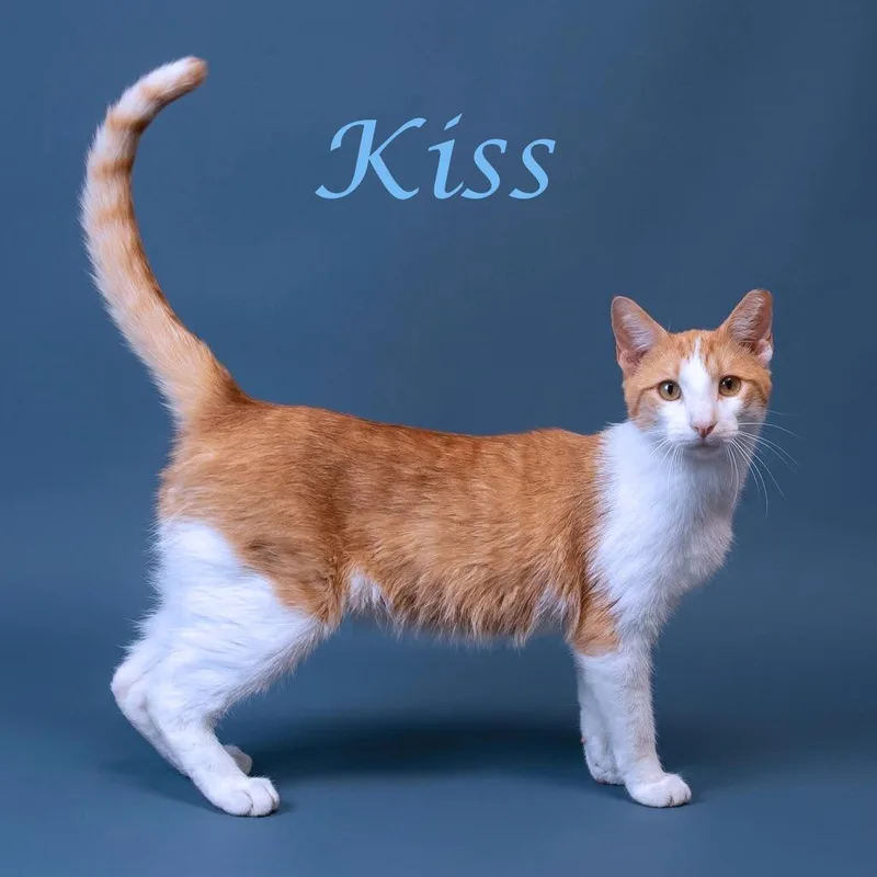 Kiss C thumbnail 3