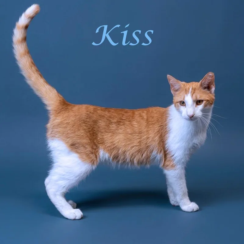 Kiss C thumbnail 4