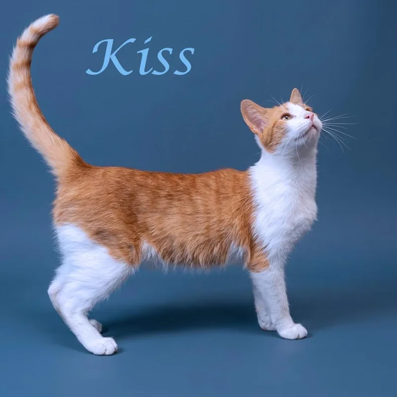 Kiss C thumbnail 5