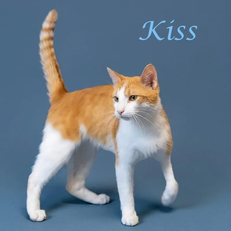 Kiss C thumbnail 6