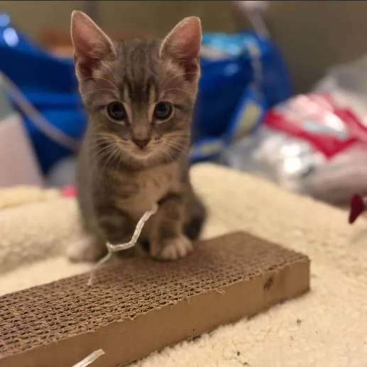 A baby small-sized male Gray / Blue / Silver Domestic Short Hair cat named Voltage for adoption in Incline Village, NV