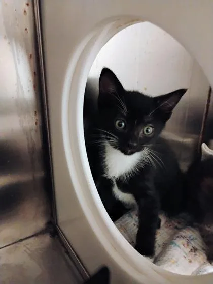 A baby small-sized male Domestic Short Hair cat named Costella for adoption in Port Saint Joe, FL