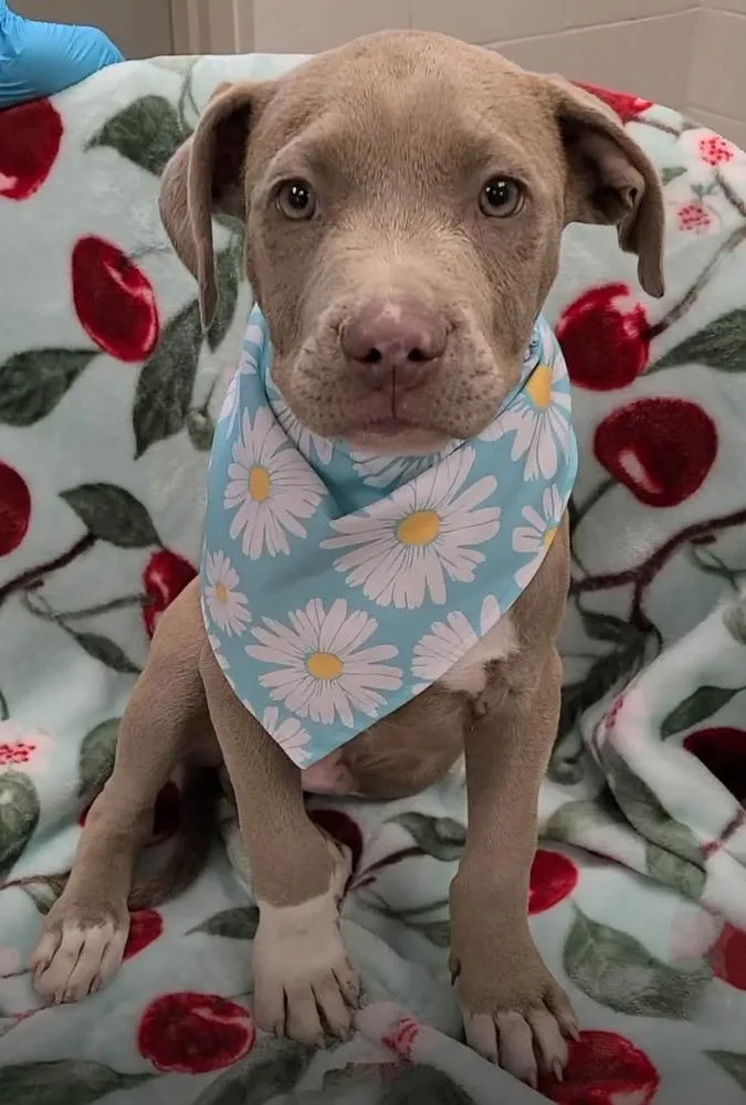 A baby medium-sized male White / Cream Pit Bull Terrier dog named Julius for adoption in Wenonah, NJ
