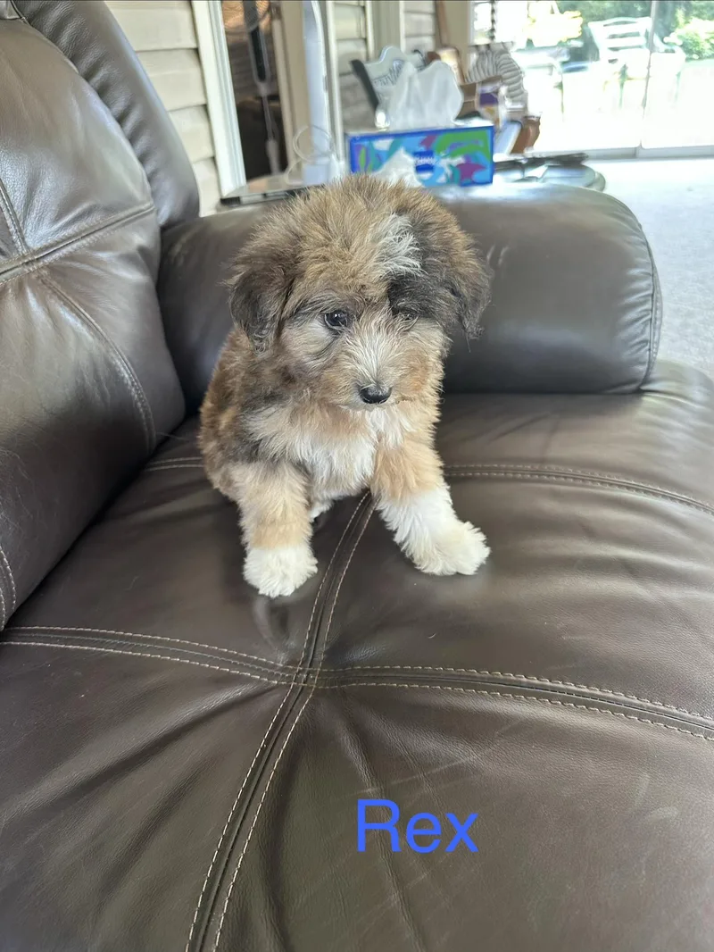 Rex