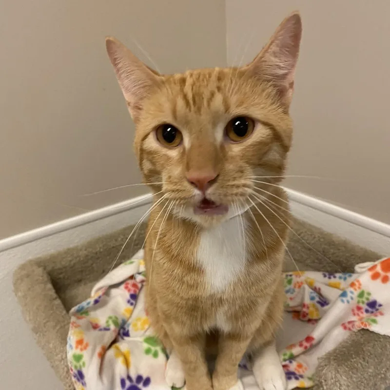 An adult large-sized male Domestic Short Hair cat named Sebastian for adoption in Murray, UT