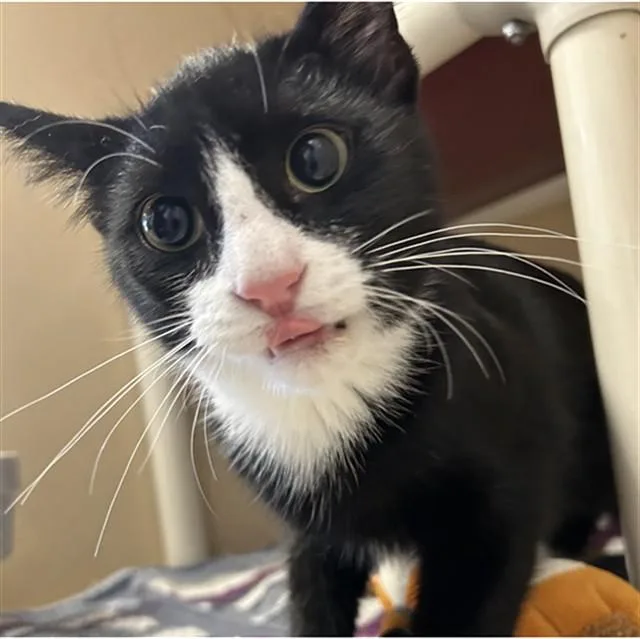 A young small-sized male Domestic Short Hair cat named Pathos for adoption in Lincolnton, NC