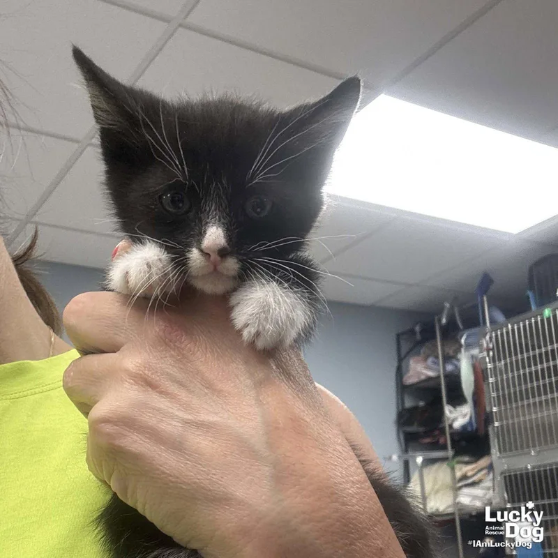 A baby medium-sized male Black & White / Tuxedo Domestic Short Hair cat named Boon for adoption in Washington, DC