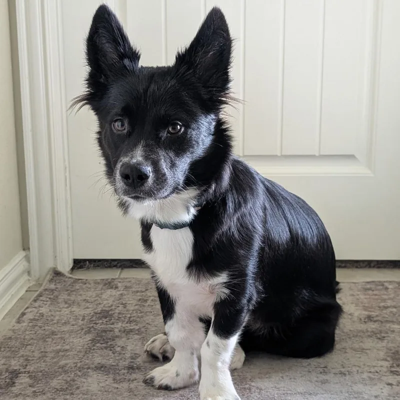 Millie