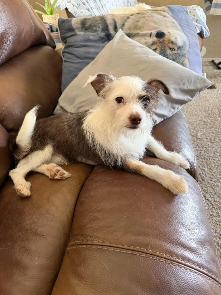 A baby small-sized male Jack Russell Terrier dog named Biscuit for adoption in Junction, TX