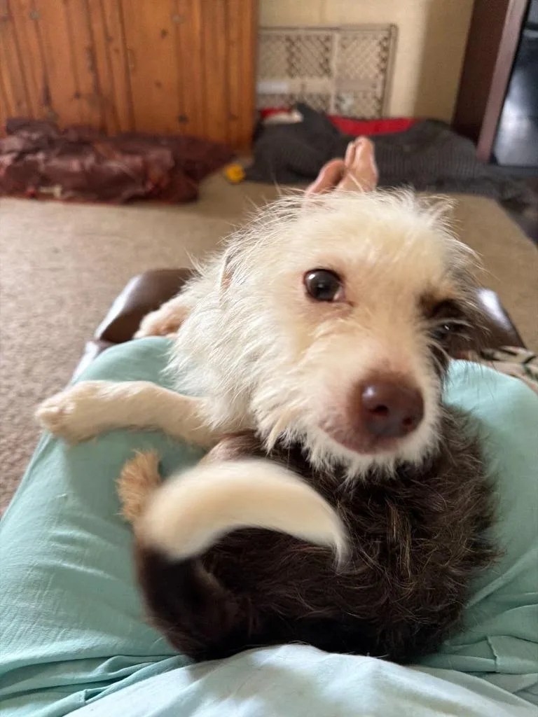 Biscuit thumbnail 2