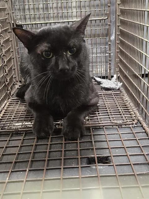 A young medium-sized female Domestic Short Hair cat named Trix for adoption in San Antonio, TX