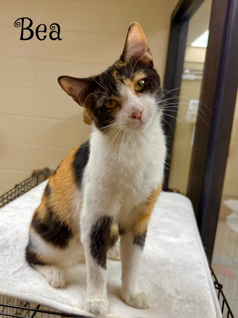A young small-sized female Calico cat named Bea for adoption in Valparaiso, IN