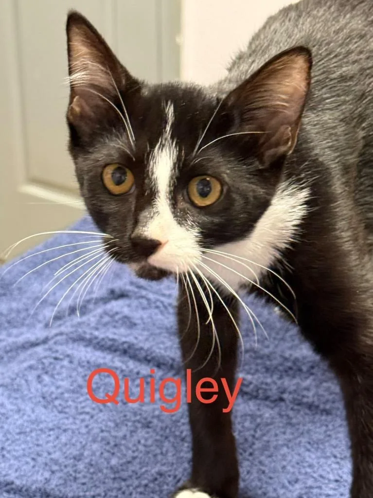 A baby small-sized male Domestic Short Hair cat named Quigley for adoption in Saint Francisville, LA
