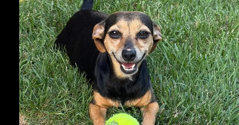 Gigi
