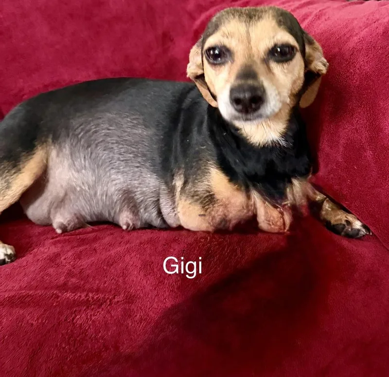 Gigi thumbnail 2