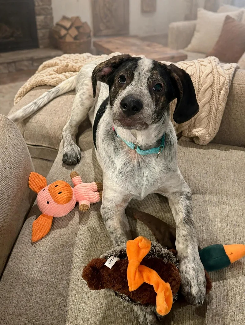A young medium-sized male German Shorthaired Pointer dog named Blue for adoption in Union Grove, WI