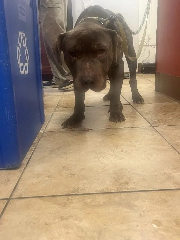 A senior large-sized male Gray / Blue / Silver Mixed Breed dog named Elmer for adoption in Cincinnati, OH