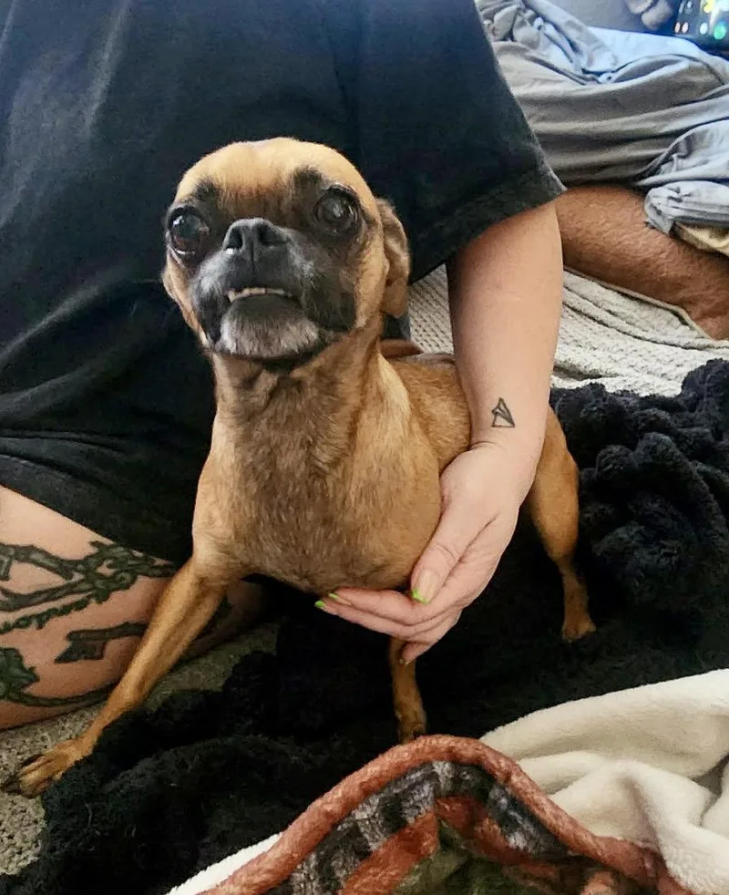 An adult small-sized female Pug dog named Monroe for adoption in Mesa, AZ