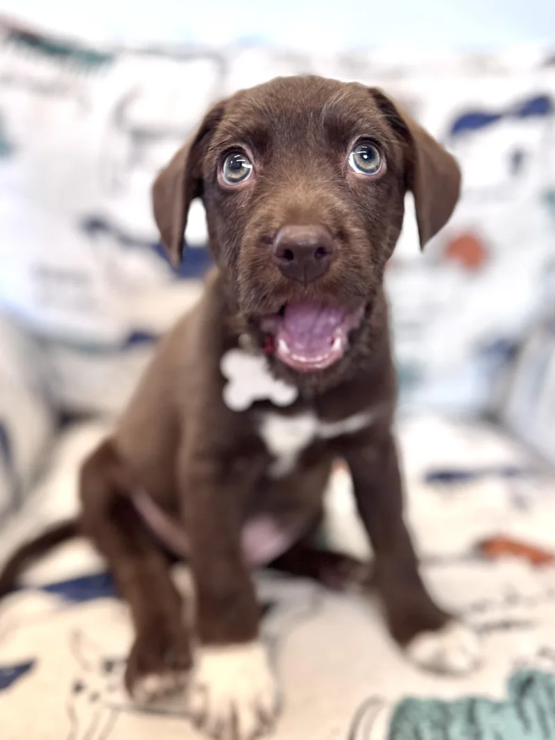 A baby medium-sized male Retriever dog named Kipper for adoption in Palatine, IL